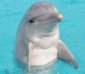 dauphins-aicko-1-960x640.png